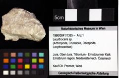 Foto (Objket + Etiketten) von Lecythocaris sp. 